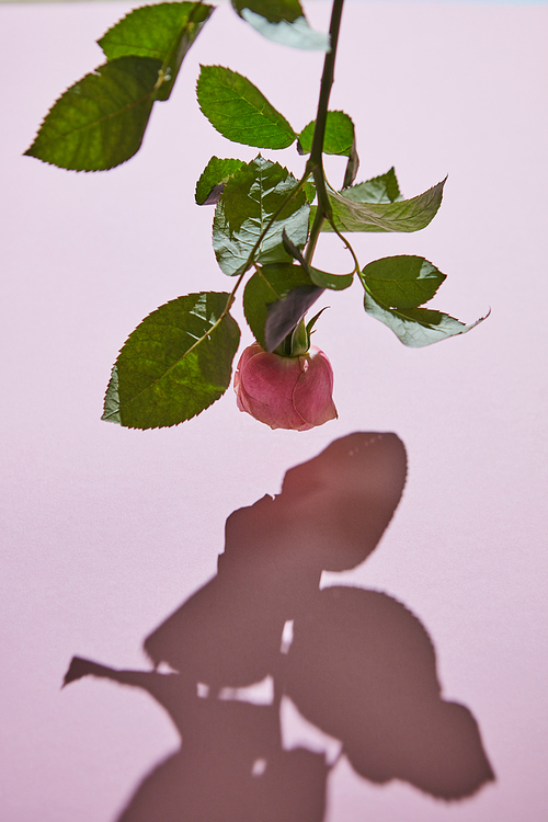 Fresh pink rose, bud down, reflection of shadow on purple background. Copy space for text. Mothers Day