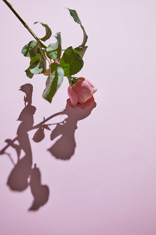 Bud pink rose down. Reflection of a shadow on a purple background. Layout for postcard or background. Copy space