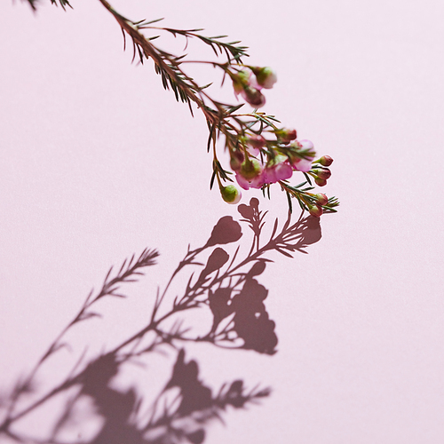 Flowering branch of spring pink flowers with reflection of shadow on a pink background. Layout for postcard or background. Copy space