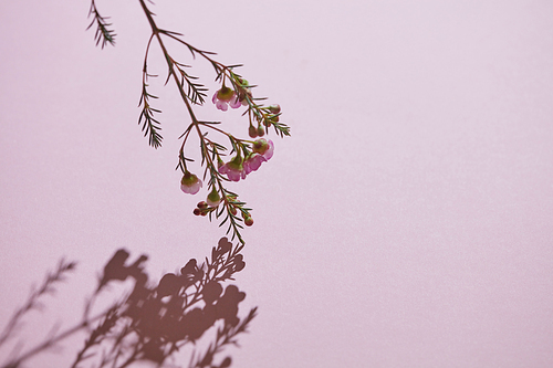 Beautiful branch of spring pink flowers and buds. Shadow on a pink background. Postcards . Copy space for text