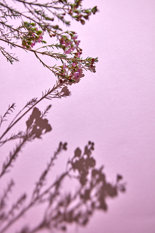 Blossom a branch of spring colorful pink flowers and buds. Shadow on a pink background. Postcards . Copy space for text