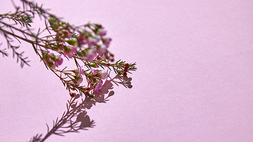 Spring branch with pink buds and flowers with reflection of shadow on a pink background. Space for text. Layout for postcard
