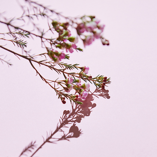 A branch of pink buds and flowers with a shadow on a pink background. Spring flowers. Copy space. Greeting card
