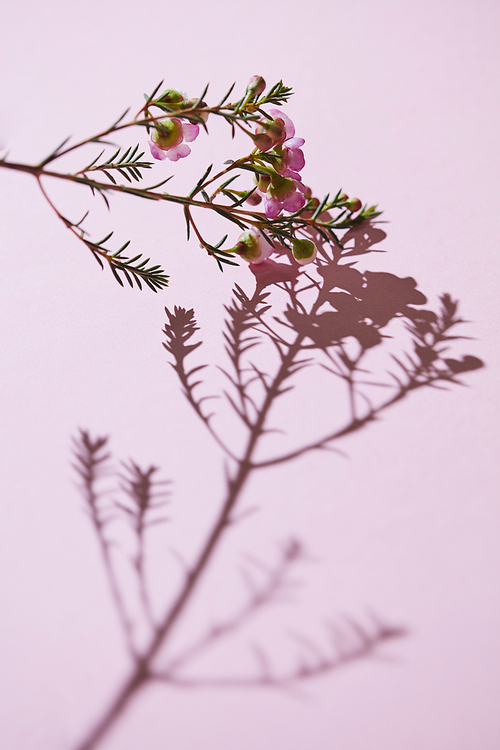 A creative spring composition, a branch of pink flowers and buds. Shadow on a pink background. The concept of a holiday card. Happy Mother's Day