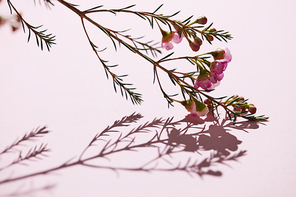 Branch with green leaves, pink flowers and buds. Reflection of a shadow on a pink background. Blooming concept. Copy space for text