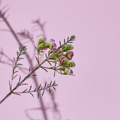 Blooming branch with green leaves, pink flowers and buds with a shadow on a pink background. Spring concept. Copy space