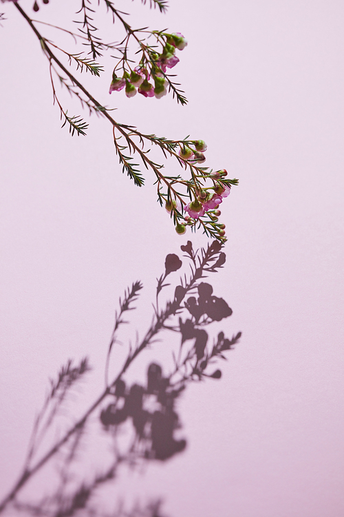 Spring blooming branch of pink flowers with shadow on a pink background. Flower concept. Greeting card. Mothers Day. Copy space
