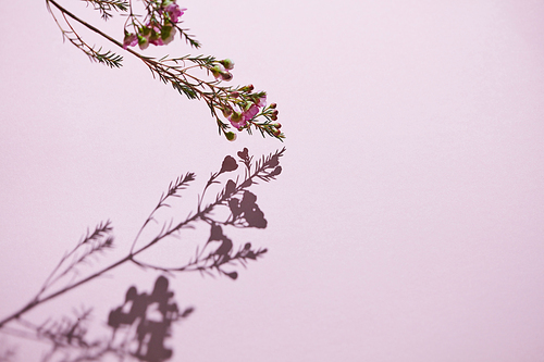 Flower composition with a branch of pink flowers and a reflection of a shadow on a pink background. Spring concept. Happy Mother's Day