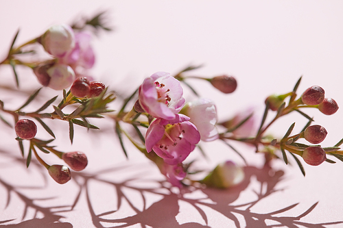 Close-up of gentle spring pink flowers with shadow on a pink background. Blooming concept. Mothers Day