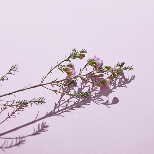 Spring flowers. Branch with green leaves, buds and pink flowers. Reflection of a shadow on a pink background. Copy space for text. Festive card. Copy space