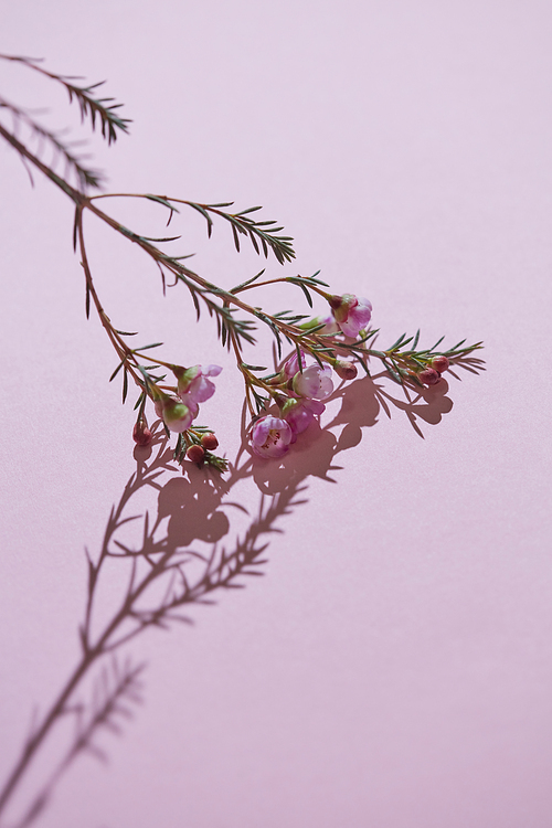 Creative layout with a branch of pink flowers and green leaves in a reflection of a shadow on a pink background. Flower background. Space for text