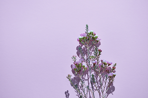 A branch with many small pink buds and flowers is represented on a violet background, a reflection of the shadow. Copy space for text. Flower background.