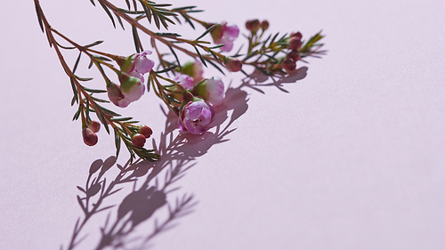 Composition from a branch of gentle spring pink flowers and buds with a reflection of shadows on a pink background. Spring time. Festive Greeting Card. Copy space