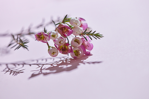 Beautiful flowering branch with pink flowers and buds. Reflection of a shadow on a pink background. Mothers Day