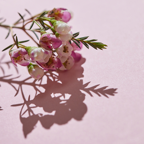 Creative spring composition with a branch of fresh pink flowers and buds. A shadow with flowers is reflected on a pink background. Flower concept