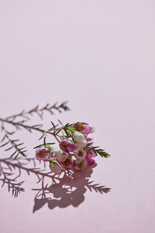 Flowering spring branch with buds and pink flowers, reflection of the shadow on a pink background. Spring time. Postcards for mother's day. Space for text