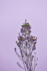 Minimalistic floral composition with a branch of fresh spring pink flowers and a shadow on a purple background. Postcard for the holiday. Flat lay