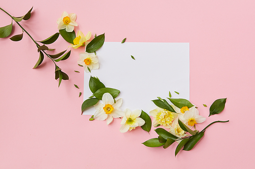 Horizontal corner frame with narcissus flowers and leaves on a pink background. Flat lay
