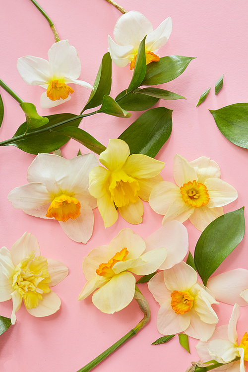 Composition of flowers and leaves on a pink background. Flat lay