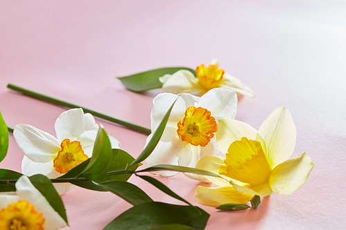 Flowers narcissus on a pink background closeup