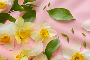 Top view of white and yellow flowers decorating pink background with green leaves. Nice composition for designing any texture.