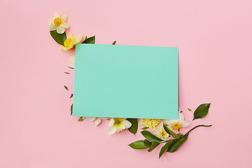 Postcard covering flowers narcissus and leaves on a pink background, with copy space. Flat lay