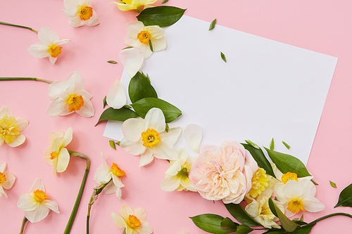 Piece of white paper with copy space on a pink background decorated with narcissus flowers and leaves . Flat lay