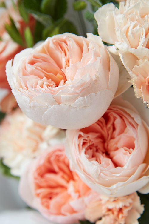 Soft pastel pink roses massed as a background