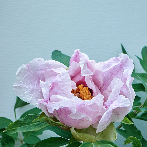 A pink flower peony with green leaf and dew drops on blue background, shot close-up in the summer, in the spring. Soft focus.