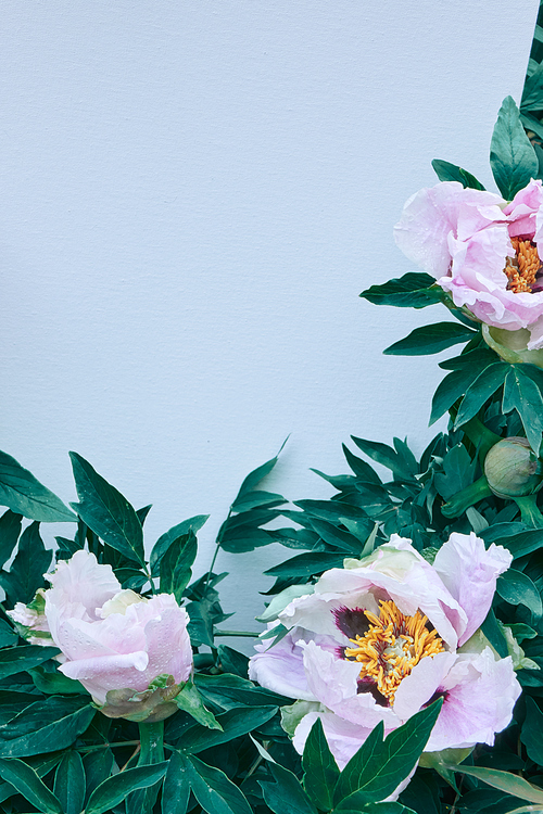 Blooming pink flowers peonies with green leaf and with several buds, shot close-up on a blue background in summer, spring.