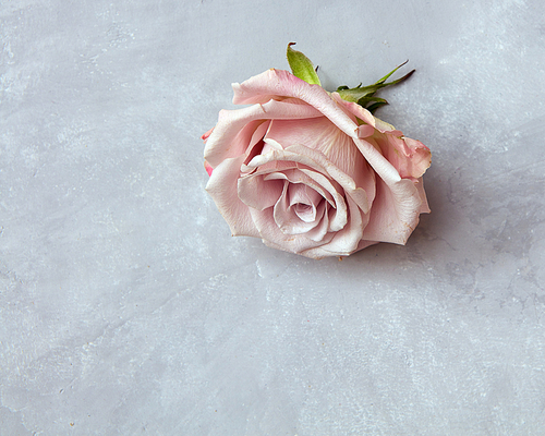 Head of pink rose bud on a stone gray background