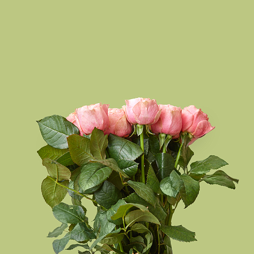 Fresh beautiful bouquet of pink roses on a green background. Flower composition as a greeting card