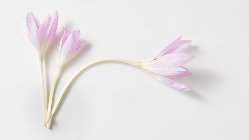 Studio Shot of Lilac Colhicum Flowers Isolated on White Background.