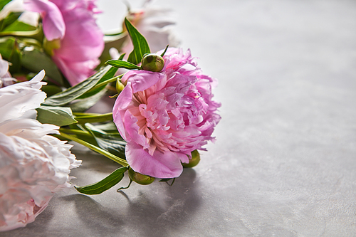 Flowers of pink peonies with green leaves and buds on a gray concrete background with copy space. Greeting card layout