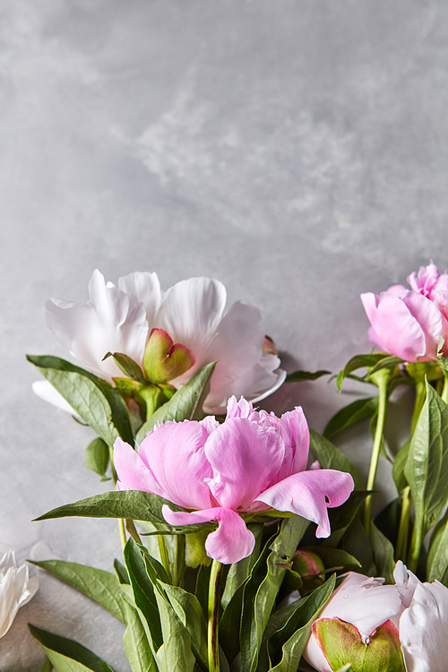 A bunch of fresh cut pink peony flowers with buds on a gray background Copy space. A gift for Valentine's Day. Flat lay