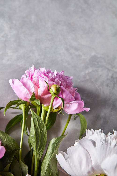 Delicate pink and white peonies with buds and green leaves on a gray concrete background with space for text. Flower layout. Flat lay