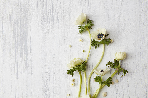 Composition of white flowers over concrete background, copy space