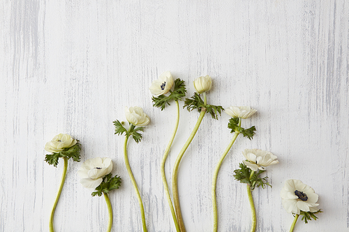 Beautiful white flowers on concrete background