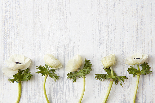 Copy space may be used for your ideas, emotions, etc. Composition of beautiful white flowers represented separately over white wooden background.