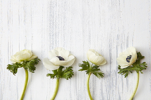 Four spring flowers on an old white background