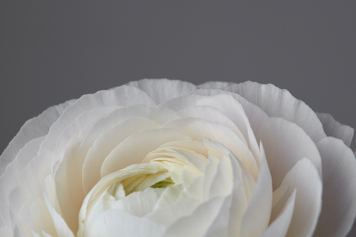 white ranunculus flower on a gray background, close-up of a rose petals,valentine day, mother's day