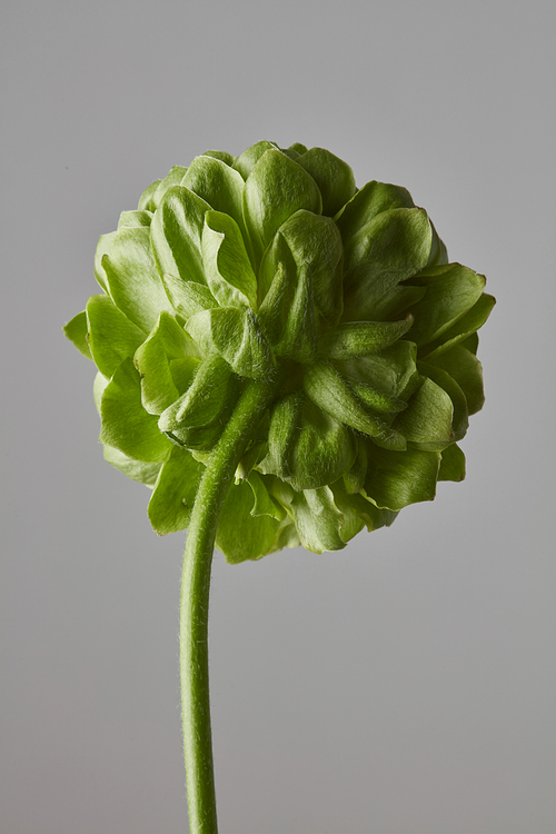 The bud of green clove flower on a gray background . Holiday card.