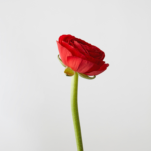 beautiful flower of red ranunculus isolated on white,postcard to mother's day