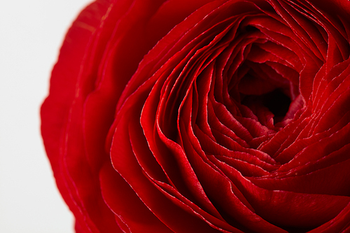 red rose flower on a gray background, close-up of a rose petals,valentine day, mother's day