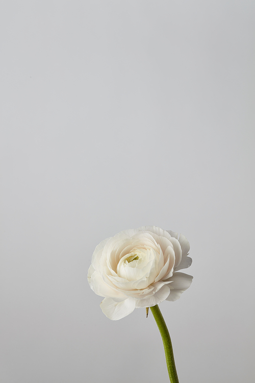 flower of white white ranunculus flower on a gray backgroun isolated on white isolated,postcard to mother's day