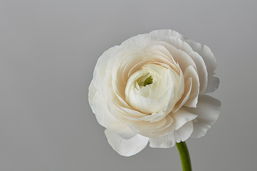 Valentine's Day, one white ranunculus flower on a gray background