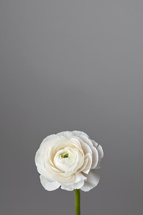 white ranunculus flower on a gray background, greeting card