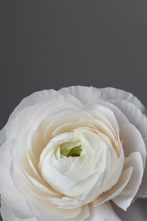 celebratory greeting card with white ranunculus on a gray background
