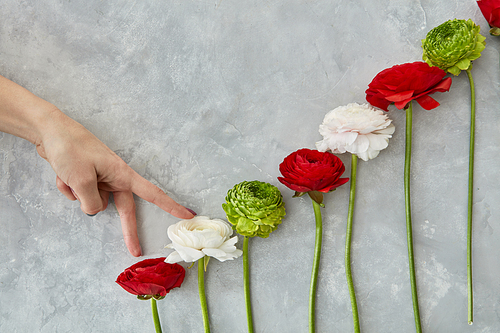 white, pink rose and green chrysanthemum on a gray concrete background. The woman's hand rises up the flowers. The concept of Valentine's Day