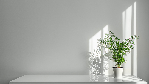 A green plant Areca in a white pot on a table rays of sun through a window create shadows on a white wall